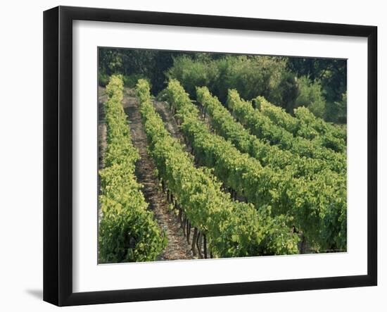 Rows of Vines, Provence, France-Jean Brooks-Framed Photographic Print