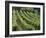 Rows of Vines, Provence, France-Jean Brooks-Framed Photographic Print