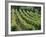 Rows of Vines, Provence, France-Jean Brooks-Framed Photographic Print