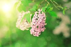 Magnolia Flowers-Roxana_ro-Photographic Print