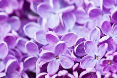 Branch of Lilac Flowers-Roxana_ro-Photographic Print