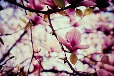 Lilac Flowers Background-Roxana_ro-Photographic Print