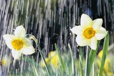 Rain falling on Daffodils-Roy Morsch-Premier Image Canvas