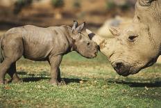 Africa, Captive Southern White Rhino with Young-Roy Toft-Photographic Print