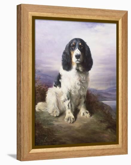 Royal, a Tri-Colour Working Springer Spaniel-Lilian Cheviot-Framed Premier Image Canvas