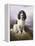 Royal, a Tri-Colour Working Springer Spaniel-Lilian Cheviot-Framed Premier Image Canvas