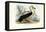 Royal Albatross, 1863-79-Raimundo Petraroja-Framed Premier Image Canvas