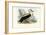 Royal Albatross, 1863-79-Raimundo Petraroja-Framed Giclee Print