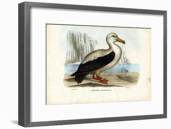 Royal Albatross, 1863-79-Raimundo Petraroja-Framed Giclee Print