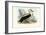 Royal Albatross, 1863-79-Raimundo Petraroja-Framed Giclee Print