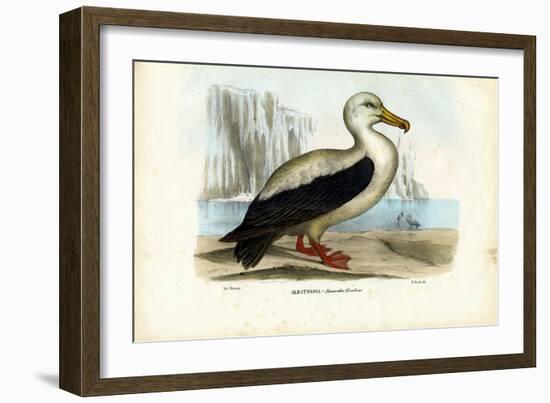 Royal Albatross, 1863-79-Raimundo Petraroja-Framed Giclee Print