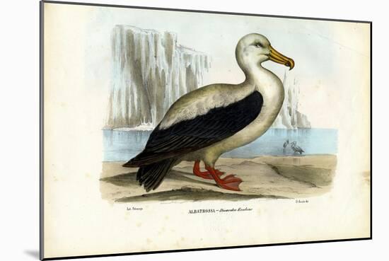 Royal Albatross, 1863-79-Raimundo Petraroja-Mounted Giclee Print