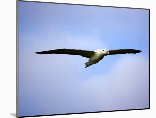 Royal Albatross, Dunedin, South Island, New Zealand-David Wall-Mounted Photographic Print