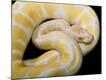 Premium Photographic Print