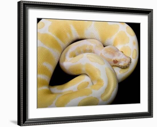 Royal Ball Python Albino Mutation-null-Framed Photographic Print