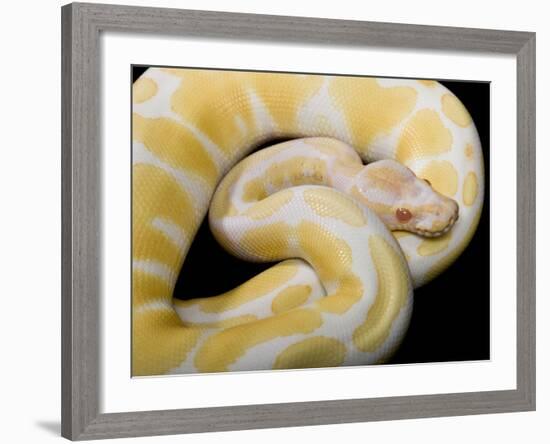 Royal Ball Python Albino Mutation-null-Framed Photographic Print