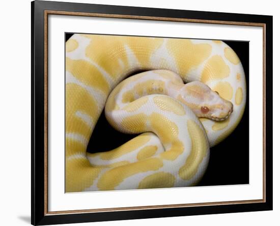 Royal Ball Python Albino Mutation-null-Framed Photographic Print
