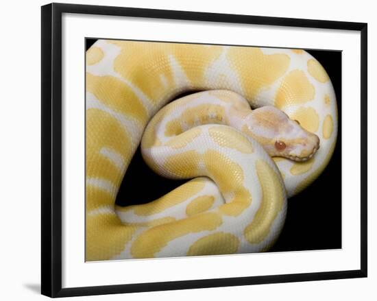 Royal Ball Python Albino Mutation-null-Framed Photographic Print