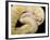 Royal Ball Python Albino Mutation-null-Framed Photographic Print