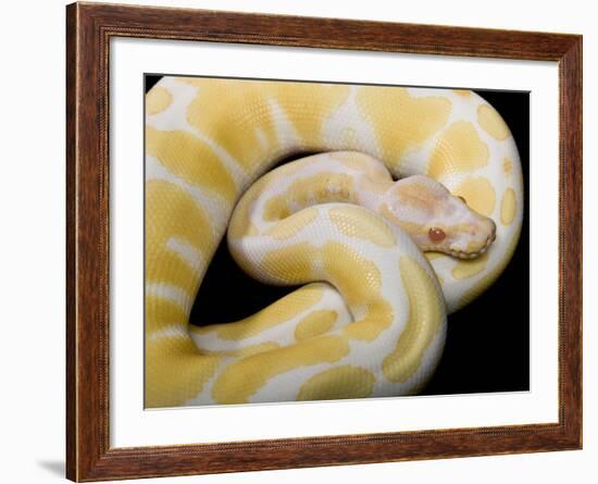 Royal Ball Python Albino Mutation-null-Framed Photographic Print