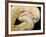 Royal Ball Python Albino Mutation-null-Framed Photographic Print