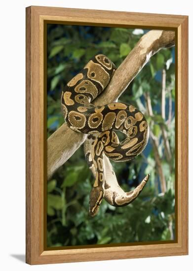 Royal Ball Python-null-Framed Premier Image Canvas