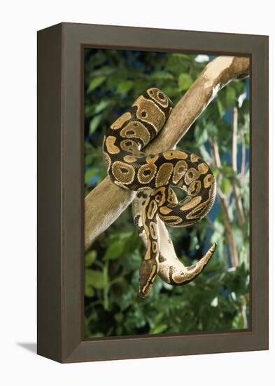 Royal Ball Python-null-Framed Premier Image Canvas