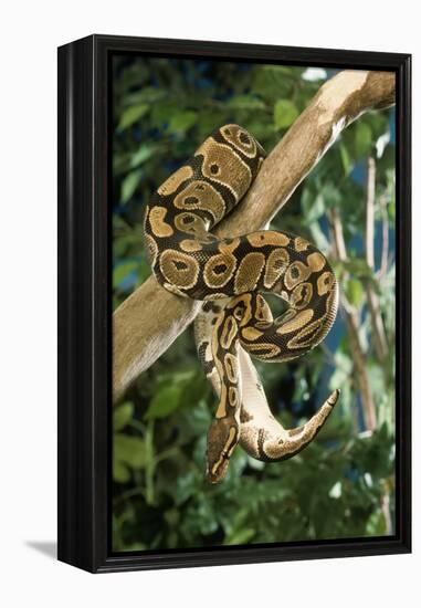 Royal Ball Python-null-Framed Premier Image Canvas