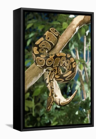 Royal Ball Python-null-Framed Premier Image Canvas