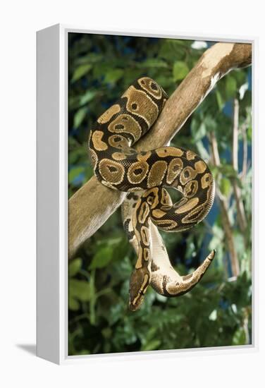 Royal Ball Python-null-Framed Premier Image Canvas