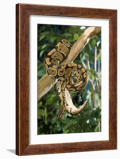 Royal Ball Python-null-Framed Photographic Print