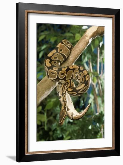 Royal Ball Python-null-Framed Photographic Print