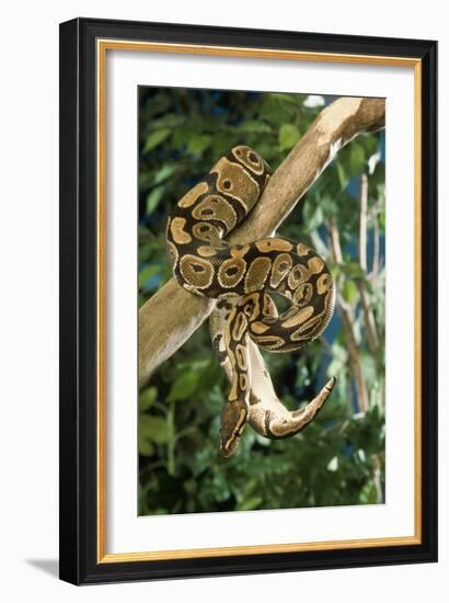 Royal Ball Python-null-Framed Photographic Print