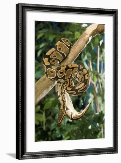 Royal Ball Python-null-Framed Photographic Print