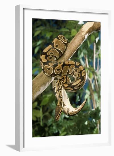 Royal Ball Python-null-Framed Photographic Print