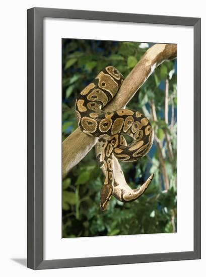 Royal Ball Python-null-Framed Photographic Print