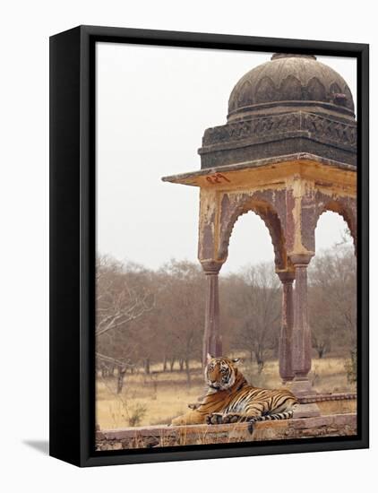 Royal Bengal Tiger At The Cenotaph, Ranthambhor National Park, India-Jagdeep Rajput-Framed Premier Image Canvas