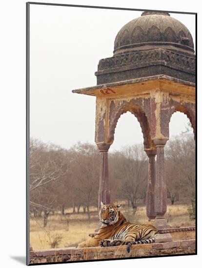 Royal Bengal Tiger At The Cenotaph, Ranthambhor National Park, India-Jagdeep Rajput-Mounted Photographic Print