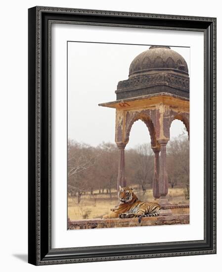 Royal Bengal Tiger At The Cenotaph, Ranthambhor National Park, India-Jagdeep Rajput-Framed Photographic Print