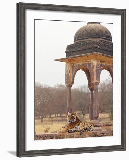 Royal Bengal Tiger At The Cenotaph, Ranthambhor National Park, India-Jagdeep Rajput-Framed Photographic Print