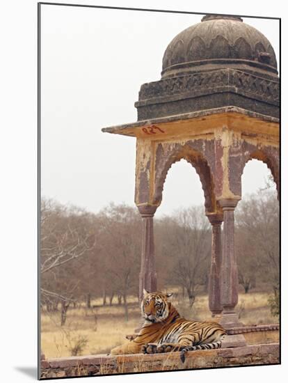 Royal Bengal Tiger At The Cenotaph, Ranthambhor National Park, India-Jagdeep Rajput-Mounted Photographic Print