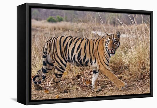 Royal Bengal Tiger in Grassland, Tadoba Andheri Tiger Reserve, India-Jagdeep Rajput-Framed Premier Image Canvas