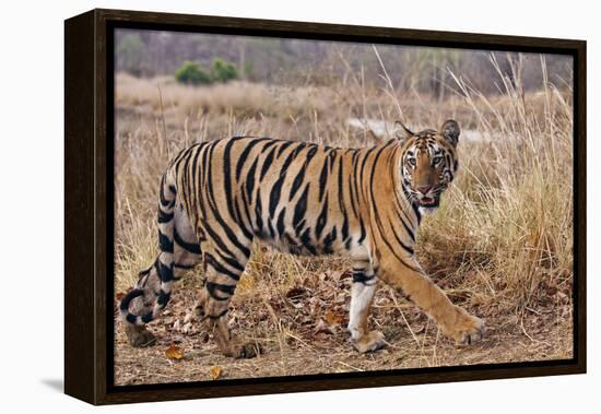 Royal Bengal Tiger in Grassland, Tadoba Andheri Tiger Reserve, India-Jagdeep Rajput-Framed Premier Image Canvas