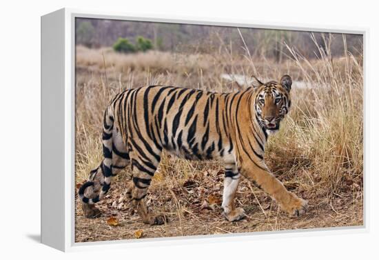 Royal Bengal Tiger in Grassland, Tadoba Andheri Tiger Reserve, India-Jagdeep Rajput-Framed Premier Image Canvas