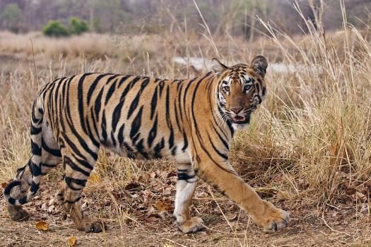The Royal Bengal Tiger - Tiger Safari India