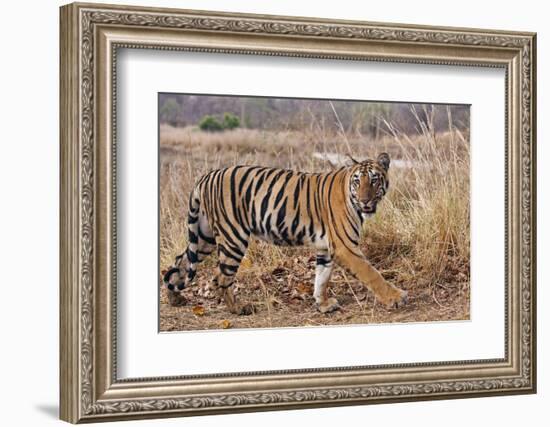 Royal Bengal Tiger in Grassland, Tadoba Andheri Tiger Reserve, India-Jagdeep Rajput-Framed Photographic Print