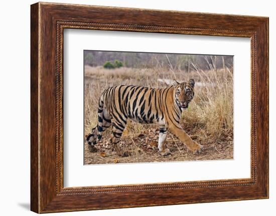 Royal Bengal Tiger in Grassland, Tadoba Andheri Tiger Reserve, India-Jagdeep Rajput-Framed Photographic Print