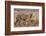 Royal Bengal Tiger in Grassland, Tadoba Andheri Tiger Reserve, India-Jagdeep Rajput-Framed Photographic Print