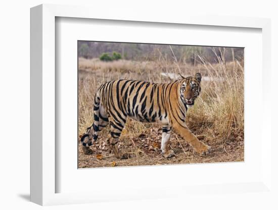 Royal Bengal Tiger in Grassland, Tadoba Andheri Tiger Reserve, India-Jagdeep Rajput-Framed Photographic Print