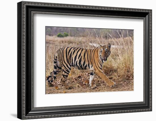 Royal Bengal Tiger in Grassland, Tadoba Andheri Tiger Reserve, India-Jagdeep Rajput-Framed Photographic Print